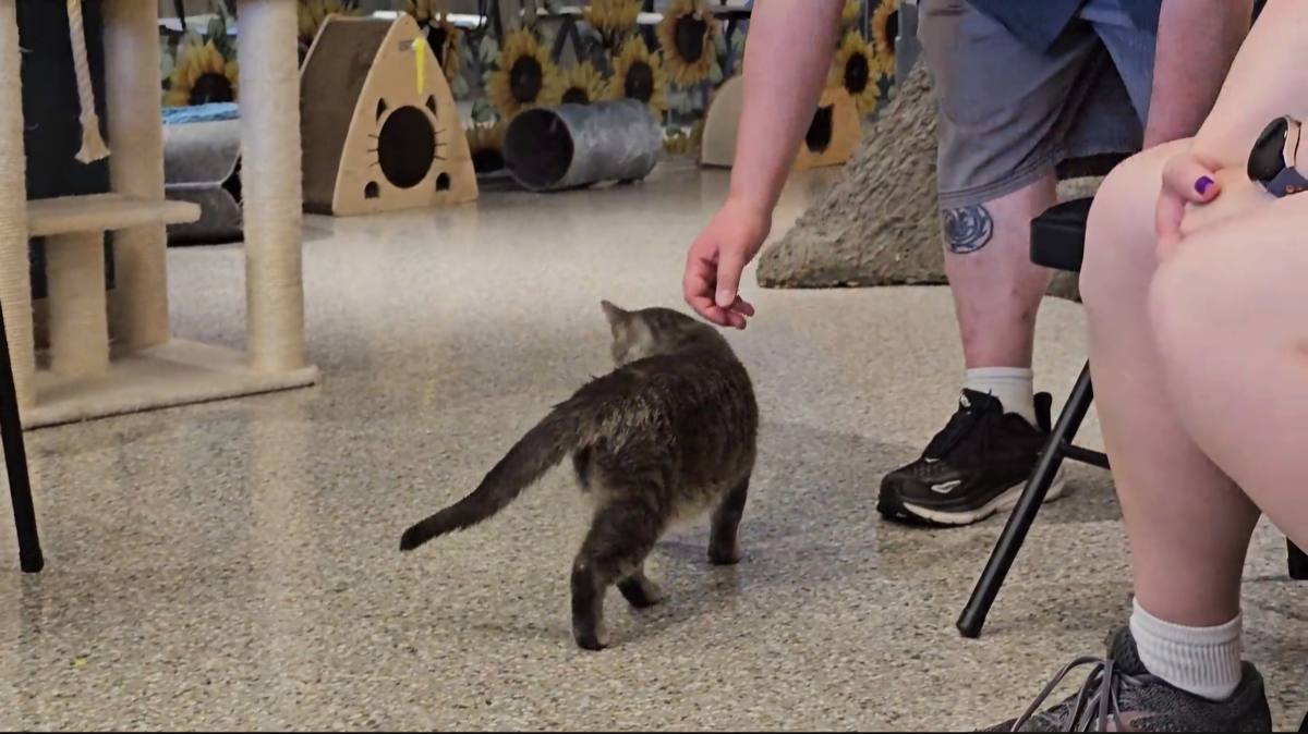 Cat approaching someone's hand - the Purr Effect in action